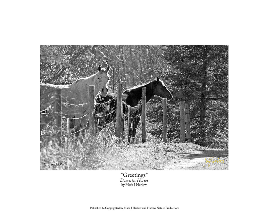 "Greeters" Domestic Horse Picture B&amp;W – harlownature.com