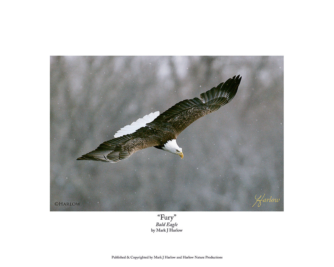 fury-unique-eagle-picture-harlownature