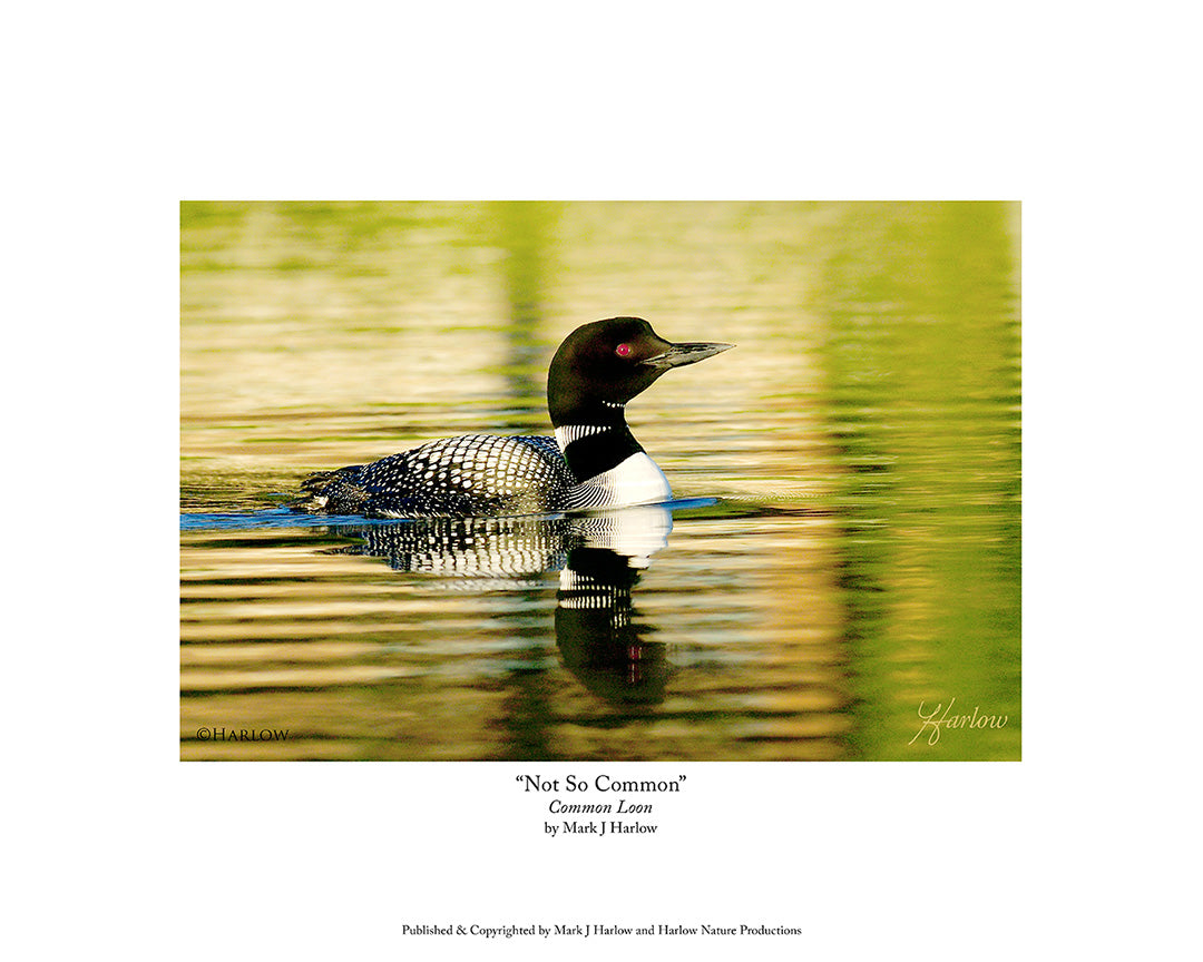 not-so-common-loon-picture-harlownature