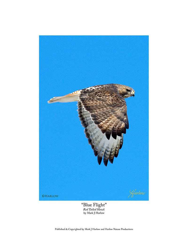 "Blue Flight" Red Tailed Hawk Picture in Flight
