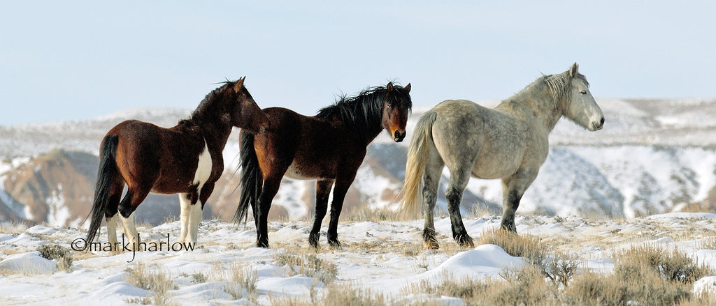 Wild Mustang Horse Pictures Amazing Wild Mustang Stallion Photos