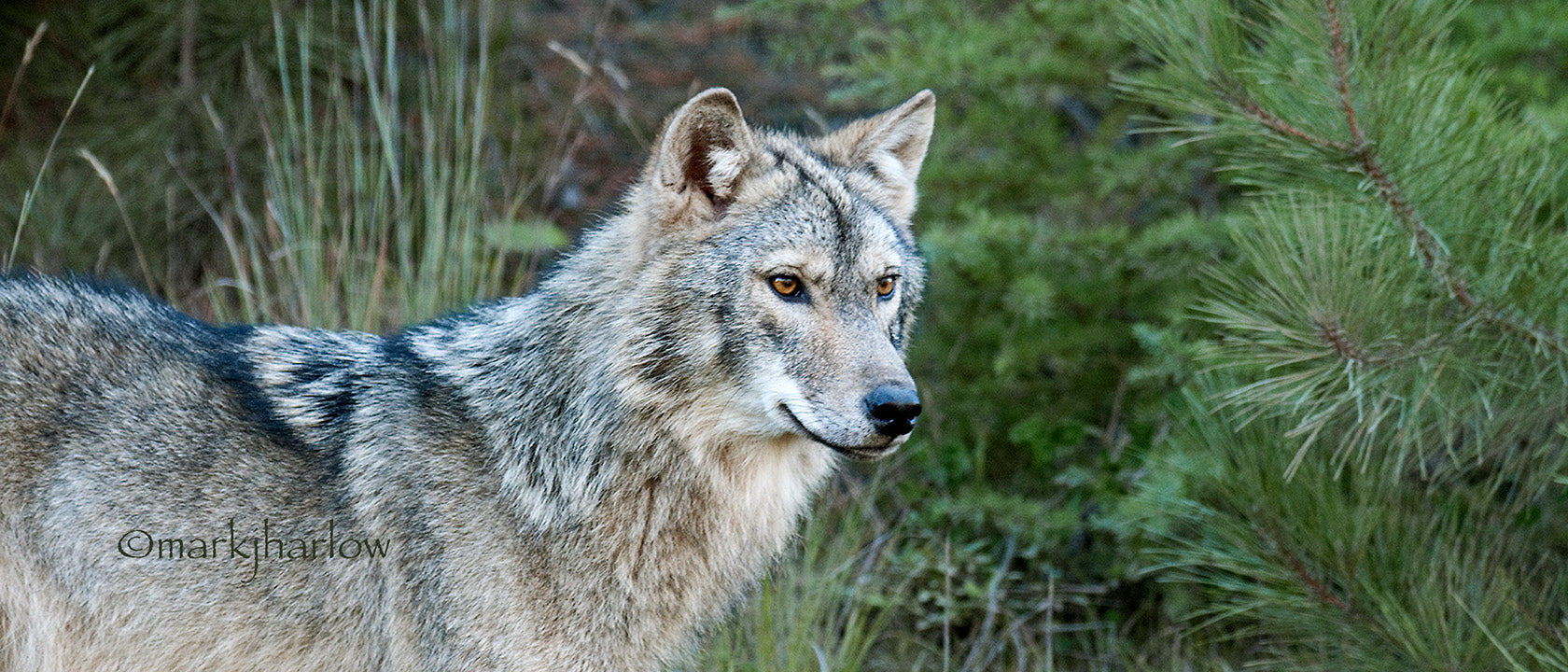 Predator Pictures Wolf - Coyote - Fox - Timberwolf Pack