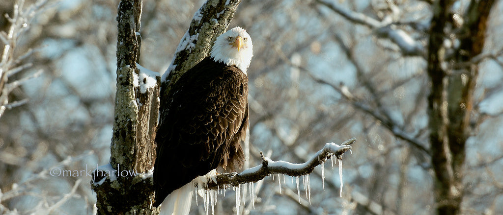 Snowy Owl pictures, Bald Eagle, Hawk and other Owl photos are in this Gallery