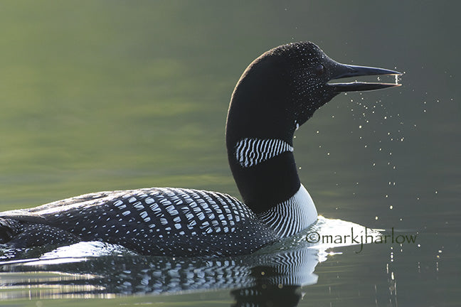 NEW Loon Picture from Documentary