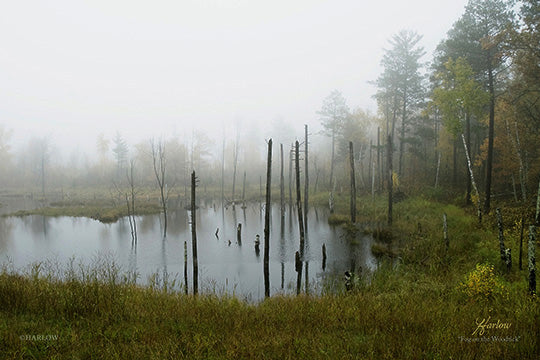 "Fog on the Woodtick" famous nature picture - Gallery Metal Print