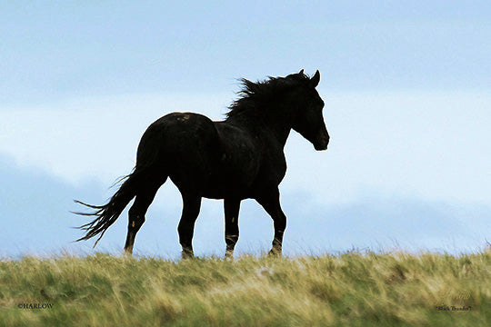 "Black Thunder" famous wild stallion mustang picture - Gallery Metal Print