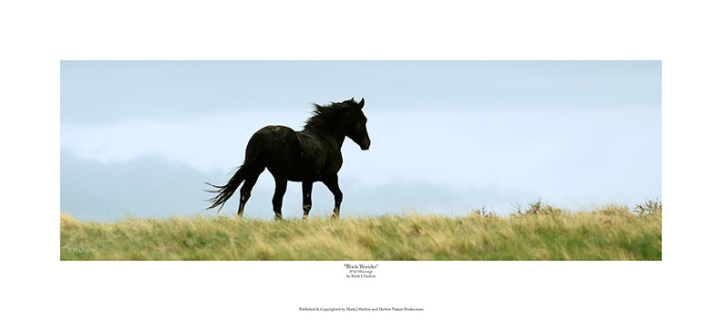 "Black Thunder" Wild Stallion Mustang Picture - Print