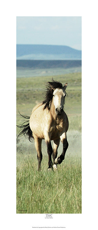 "Charge!" Running Wild Mustang Picture - Print