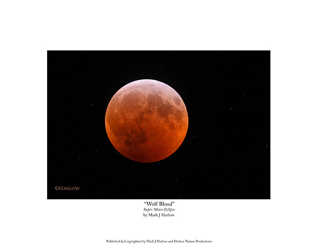 "Wolf Blood" Super Moon Eclipse Picture - Print