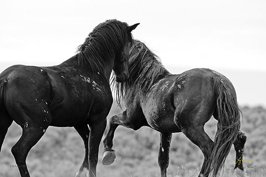 Metal Prints HZ 2026