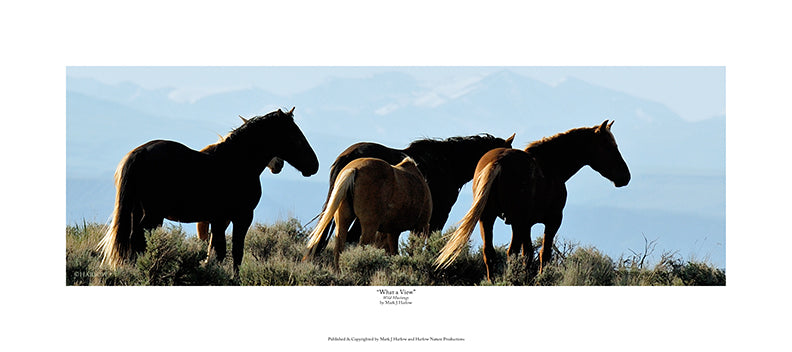 "What a View" Amazing Wild Mustang Picture - Print