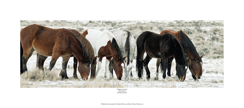 "Table for Six" Wild Mustang Picture - Print