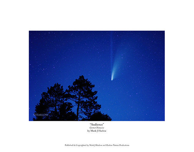 "Audience" Comet Neowise Picture - Print