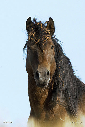 "His Majesty" Wild mustang picture - Gallery Metal print