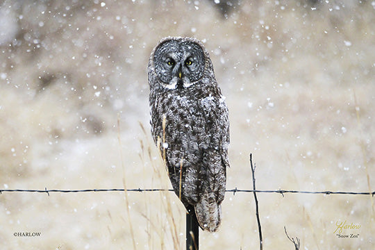 "Snow Zen" Great Grey owl picture in snow - Gallery Metal Print