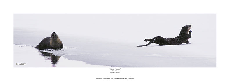 "Pilate's Princess" Unique Winter Otters Picture - Print