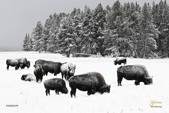 "Gathering" Yellowstone buffalo bison picture winter - Gallery Metal Print