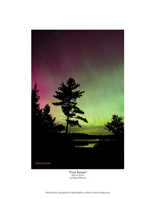 "Gate Keeper" Unique Aurora Picture in Northern Minnesota - Print