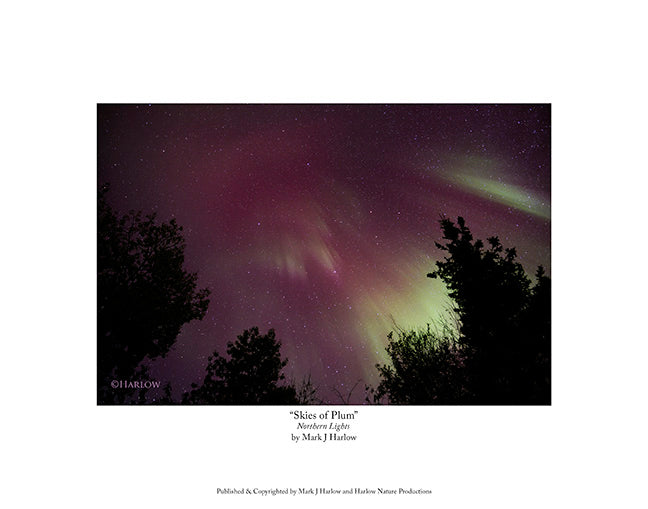 "Skies of Plum" Unique Northern Light Picture - Print