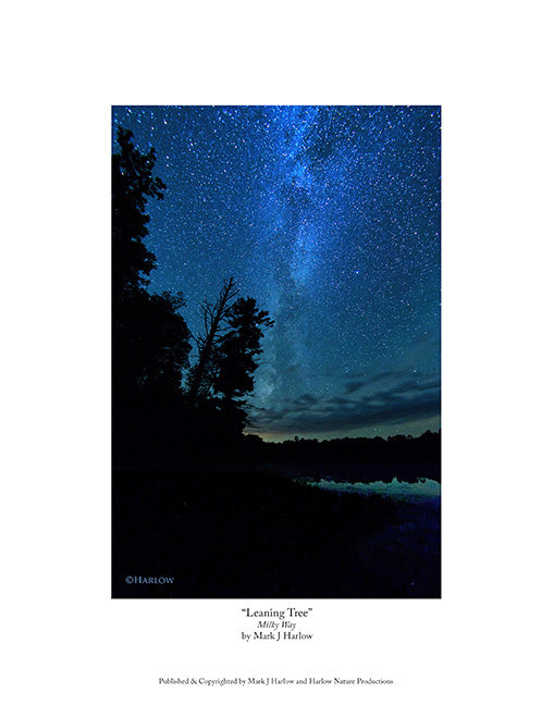 "Leaning Tree" Unique Milky Way Picture - Vertical - Print