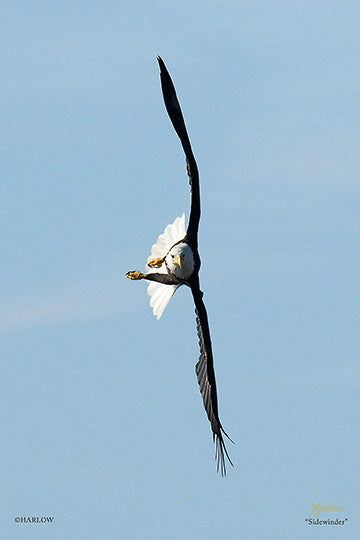 "Sidewinder" famous eagle picture - Gallery Metal print