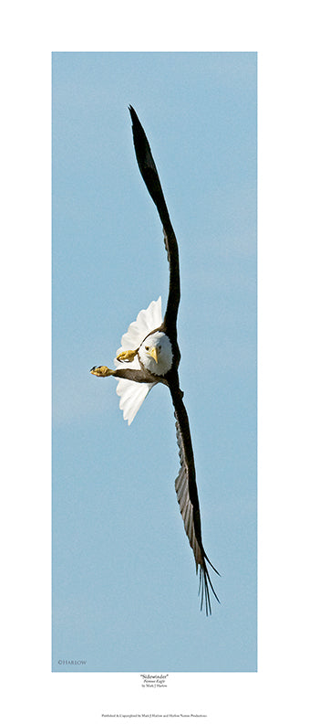 "Sidewinder" Famous Eagle Picture - Print - National Award Winning