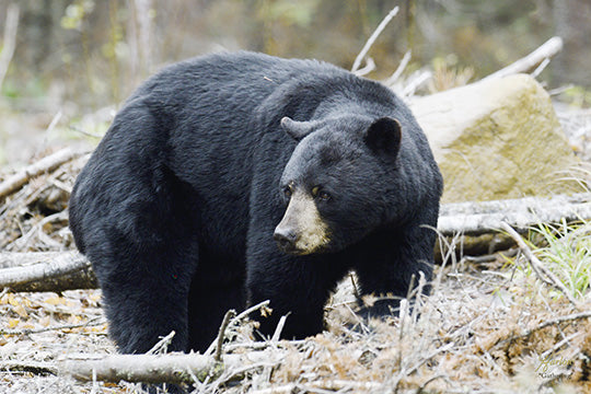 "Gathering" black bear picture - Gallery Metal Print