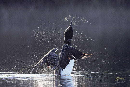 "Loon Ballet" unique common loon picture - Gallery Metal Print