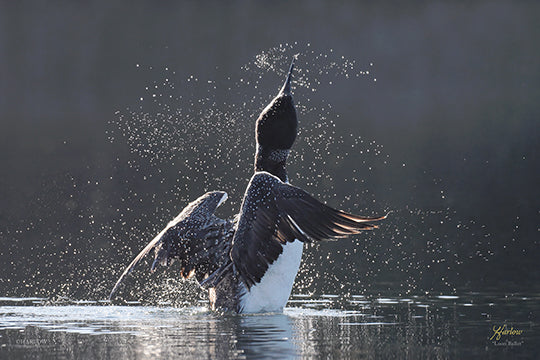 "Loon Ballet" famous dancing Loon ballet picture - Gallery Metal - print