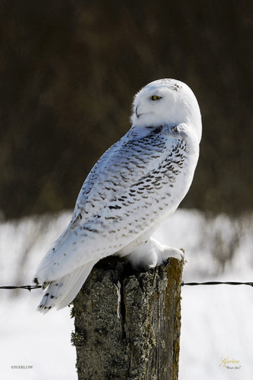 "Post 180" unique snowy owl picture - Gallery Metal print