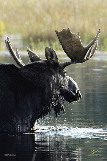 "Morning View" bull moose picture Northern MN - Gallery Metal Print