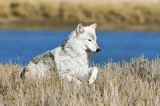 "Wild & Free" Yellowstone wolf picture - Gallery Metal Print