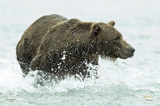 "Focus" famous Alaska grizzly bear picture - Gallery Metal Print