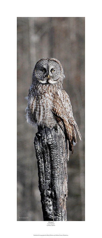 "Camo" Unique Great Grey Owl Picture - Print