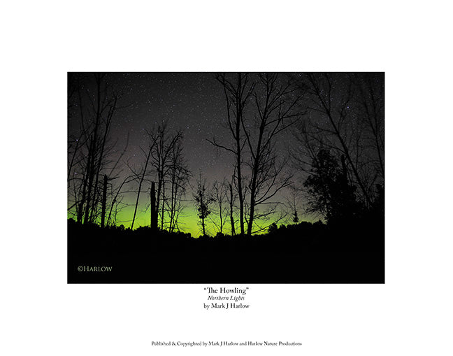 "The Howling" Northern Light - Aurora Print