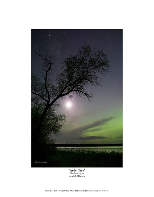 "Artist Tree" Unique Northern Light Print