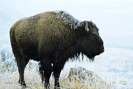 "Ponder" unique buffalo picture in Yellowstone - Gallery Metal Print