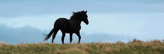 "Black Thunder" panoramic wild mustang picture - Gallery Metal print