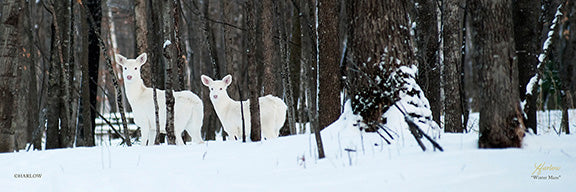 "Winter Maze" rare albino deer picture - Gallery Metal print