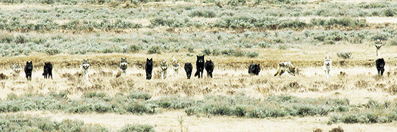 "The Pack" famous Druid wolves of Yellowstone - Gallery Metal print