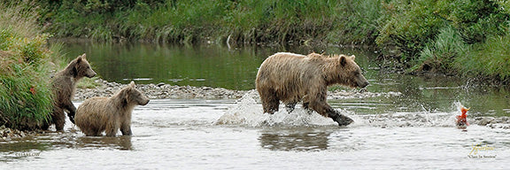 "Class in Session" famous grizzly bear fishing picture - Gallery Metal print