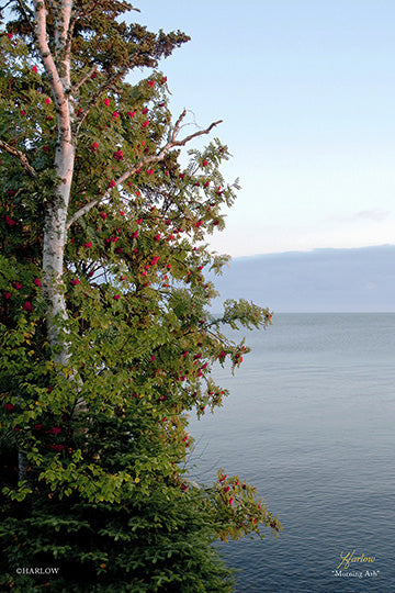 "Morning Ash" Mountain ash tree North Shore MN picture - Gallery Metal print