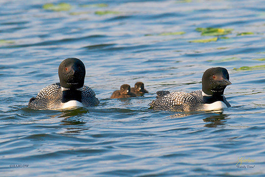"Family Time" famous loon picture - Gallery Metal Print