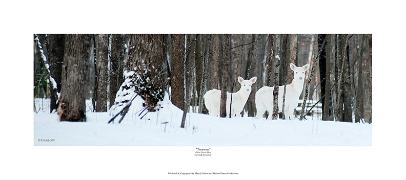 "Treasures" Albino Deer Print Doe & Fawn Winter Picture - Print