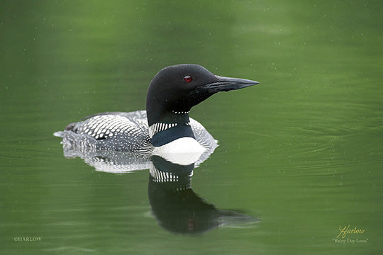 "Rainy Day" loon picture - Gallery Metal Print