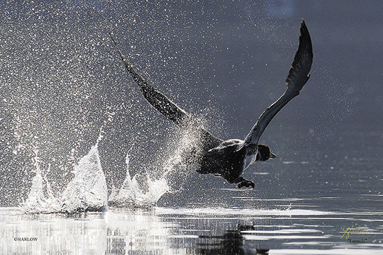 "Launch!" unique loon departure picture - Gallery Metal Print