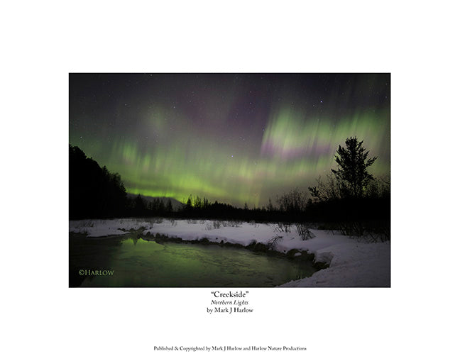"Creekside" Northern MN Aurora Picture - Print
