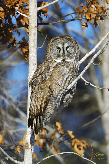 "Great Grey Blue" famous Great Grey owl picture - Gallery Metal print