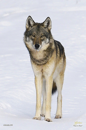 "Face to Face" timber wolf picture - Gallery Metal print