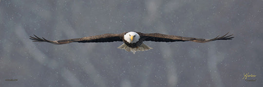 "Guardian" famous panoramic eagle pictures - Gallery Metal - print